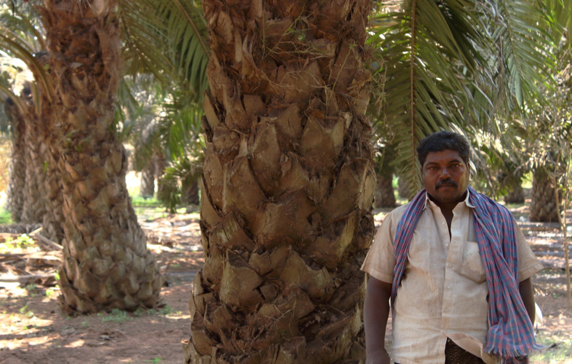 PROBLEMS FACED IN PALM OIL CULTIVATION- ANDHRA PRADESH FARMERS - Just ...