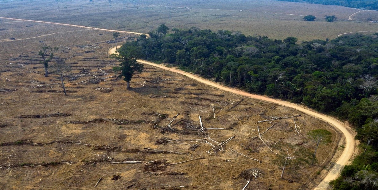 Deforested Amazon Forest: A Threat To Biodiversity Loss - Just Agriculture